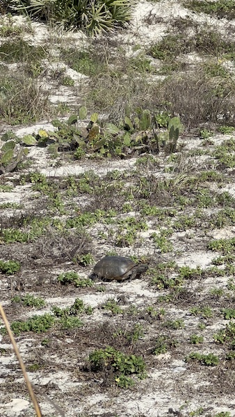 Gopher turtle enjoying a snack along the boardwalk