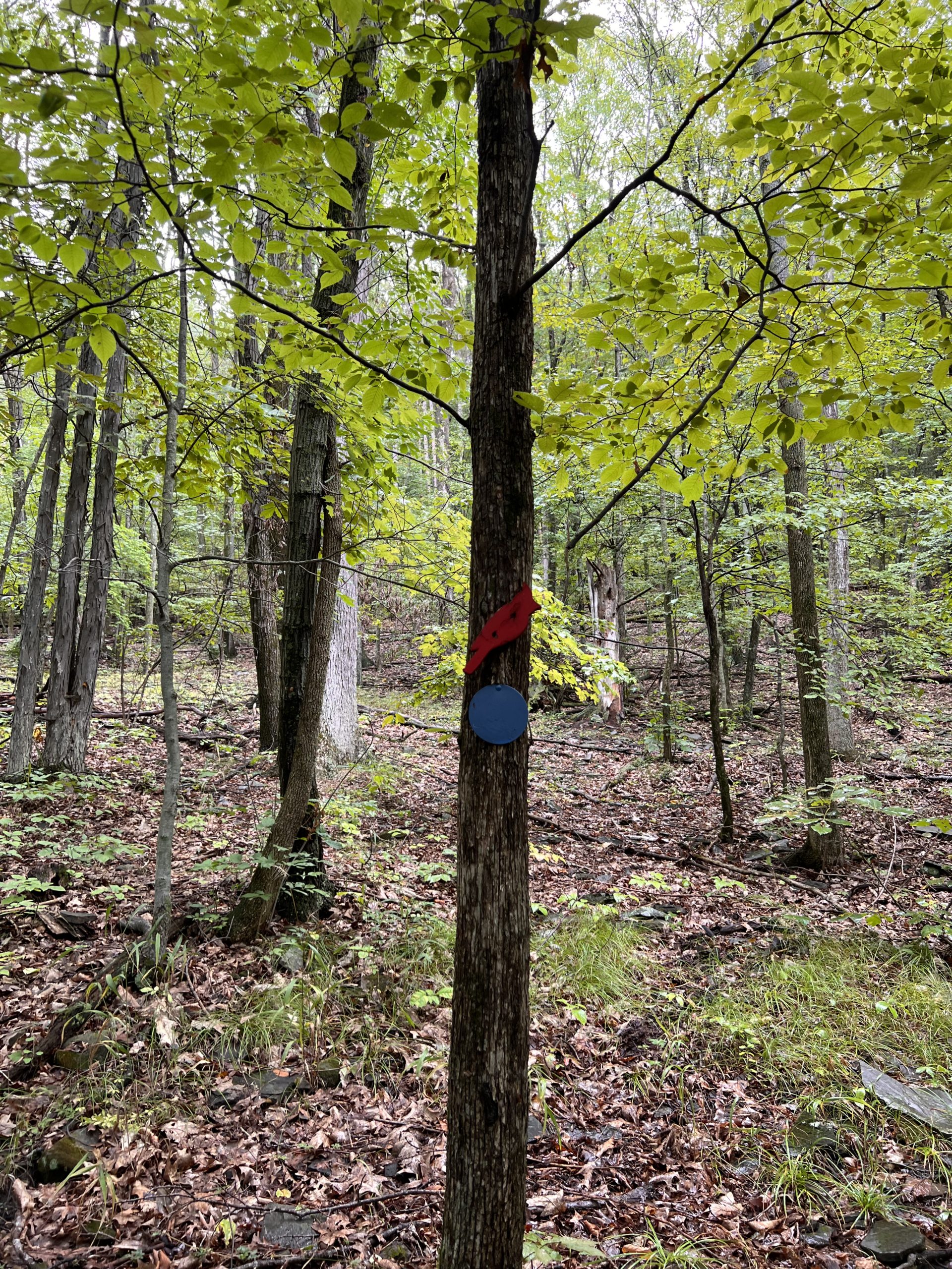 Tanglewood Nature Center NY