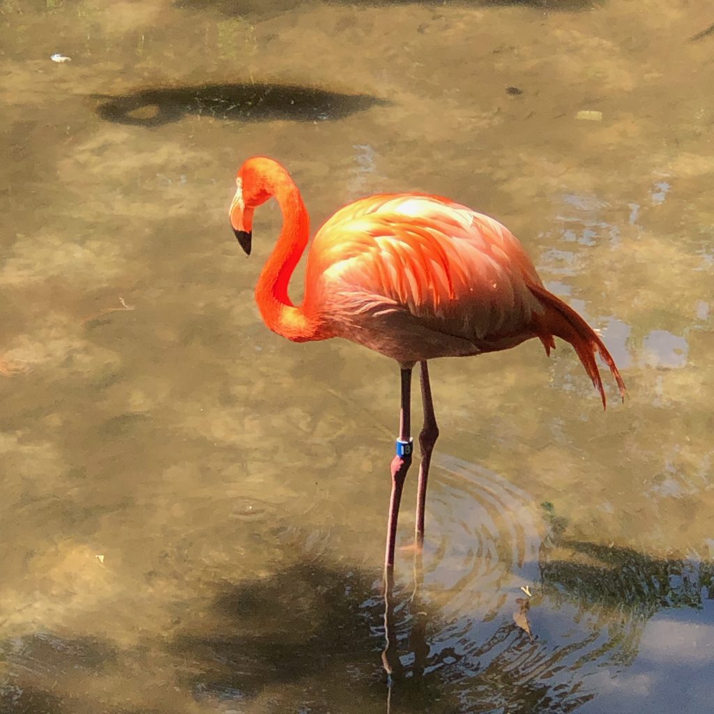 Homosassa Springs Bird