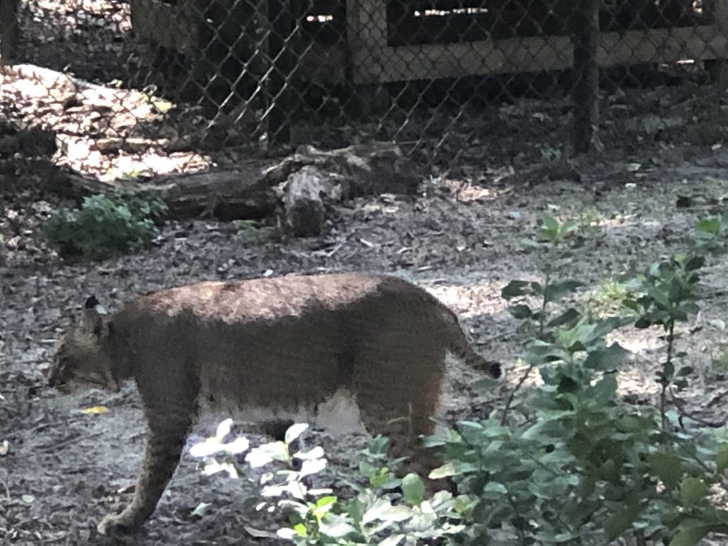 Homosassa Springs Bobcat