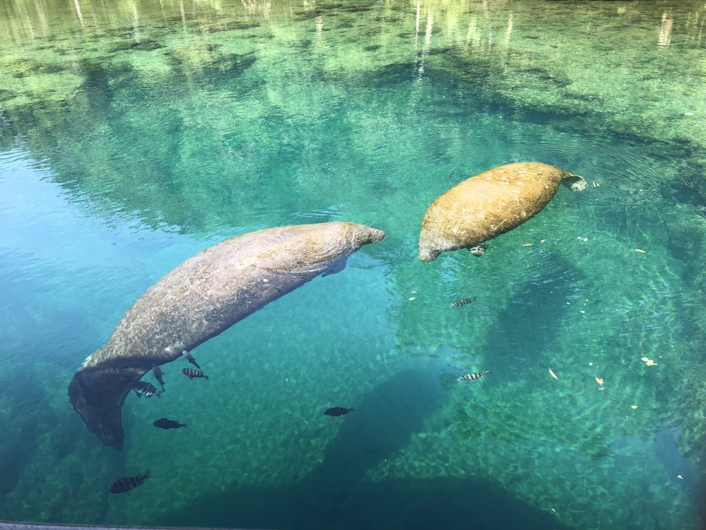 Homosassa Springs Manatees