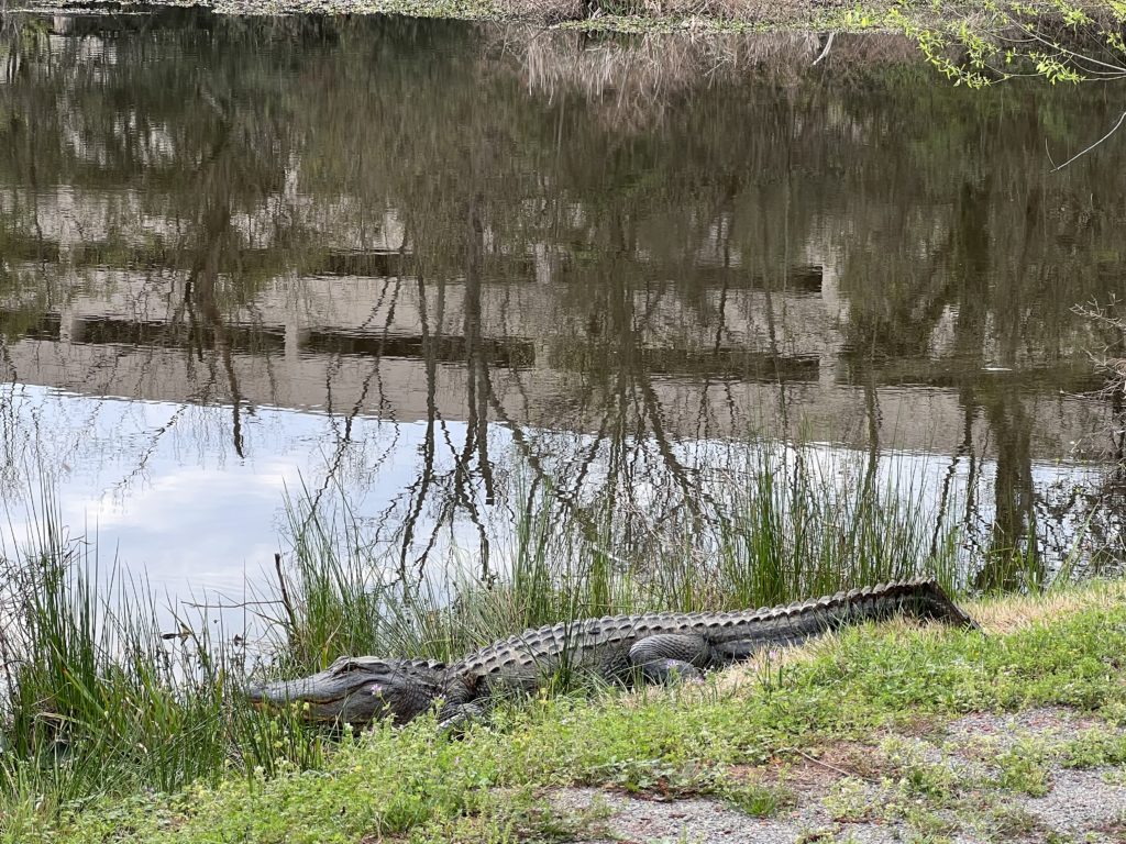Alligator on sidewalk
