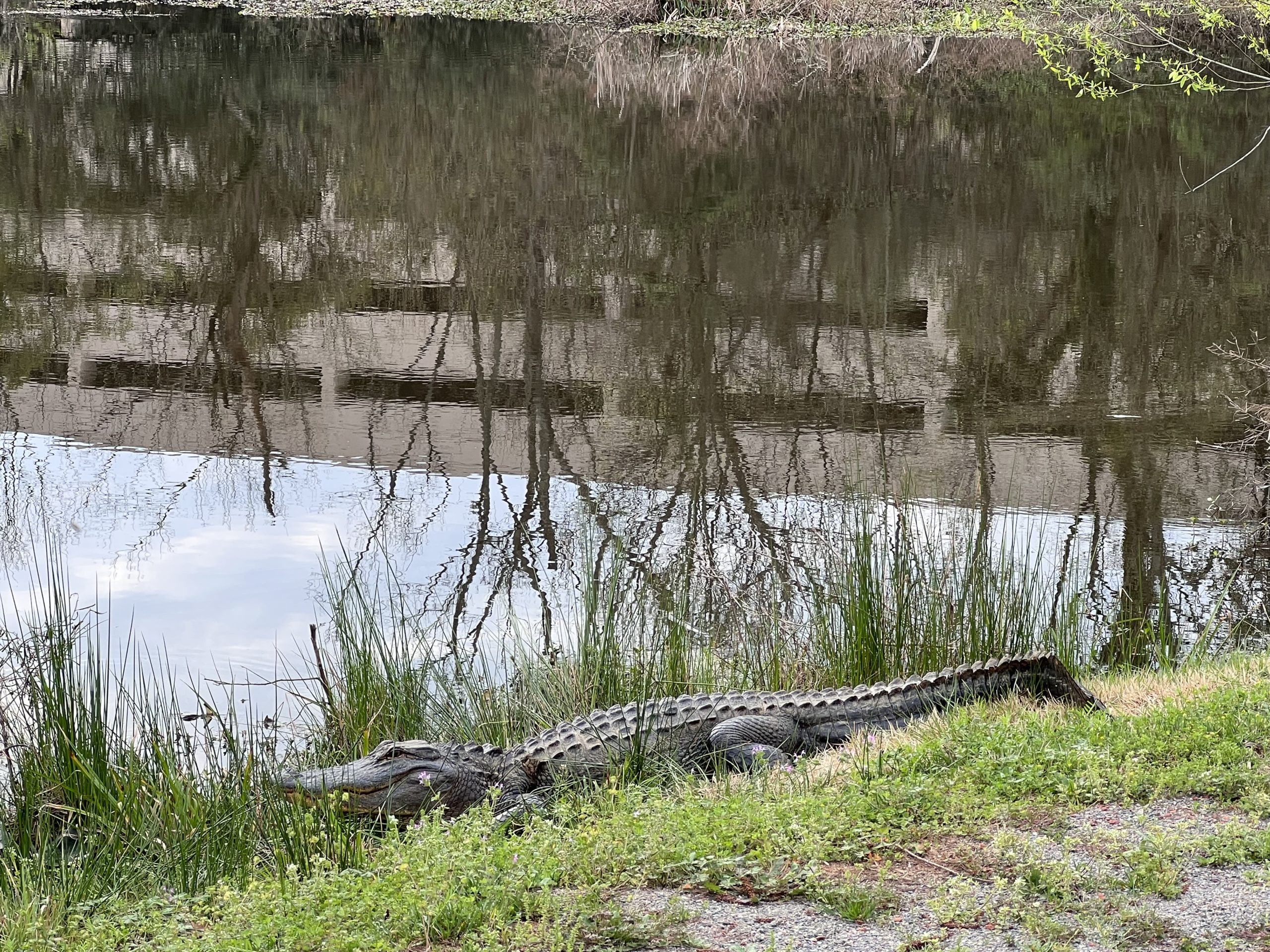 Alligator on sidewalk