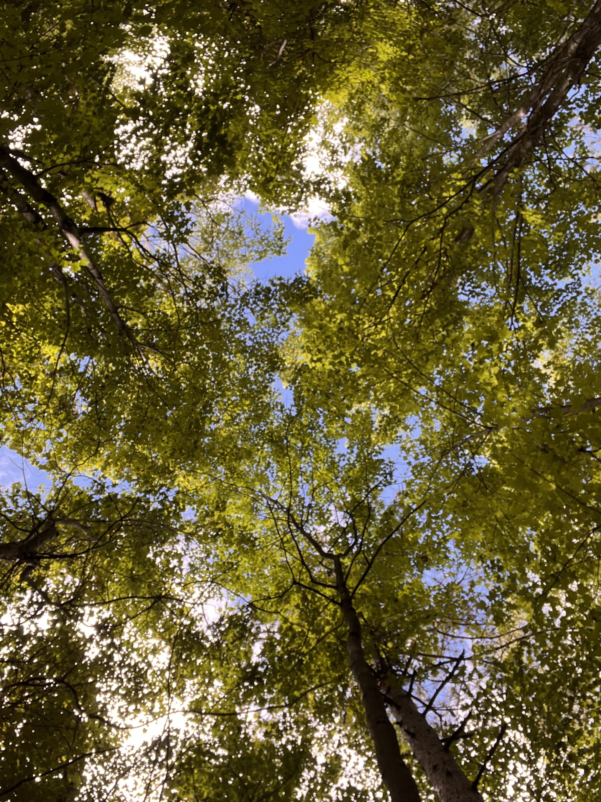 Tanglewood Nature Center NY