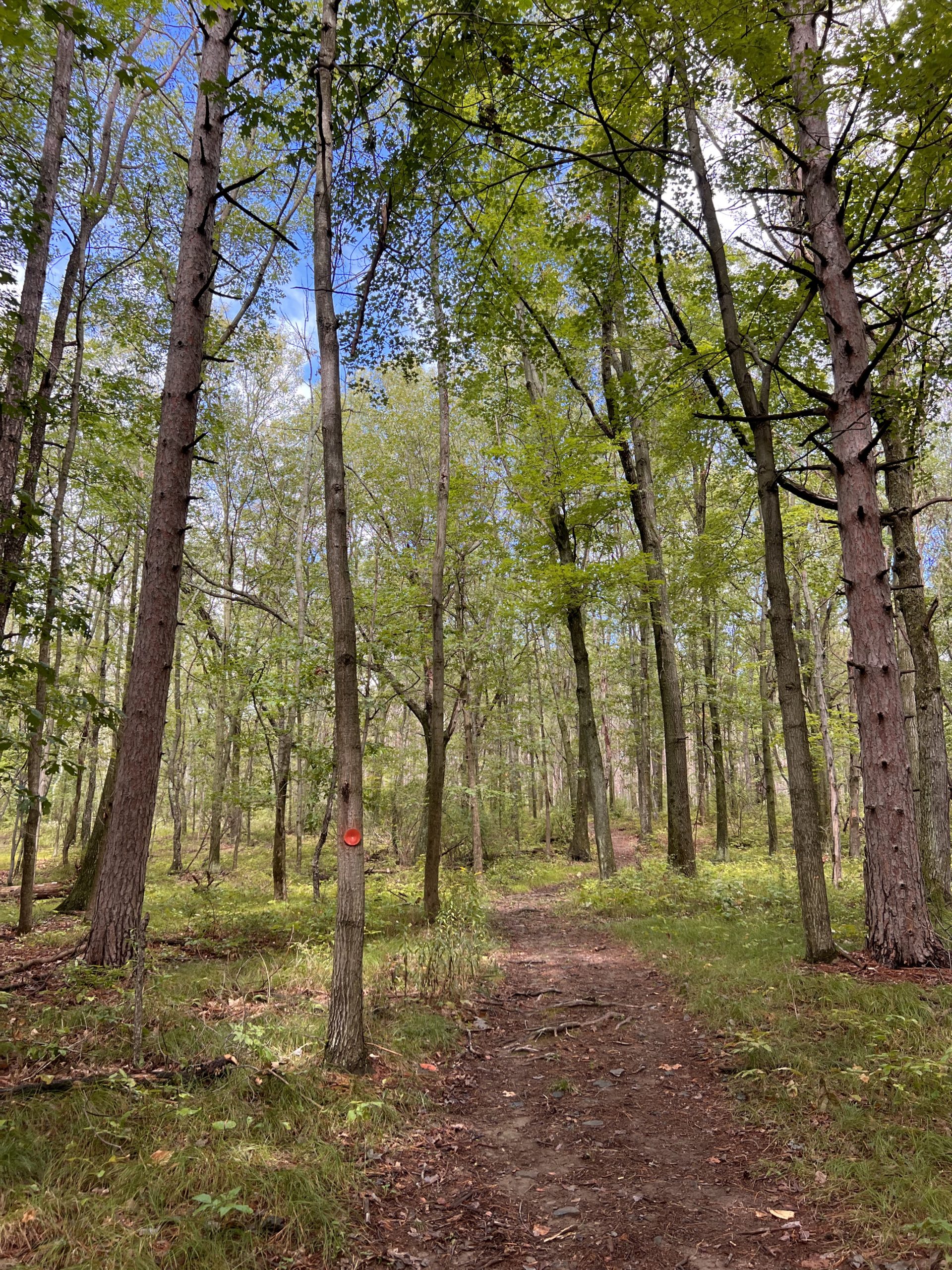 Tanglewood Nature Center NY