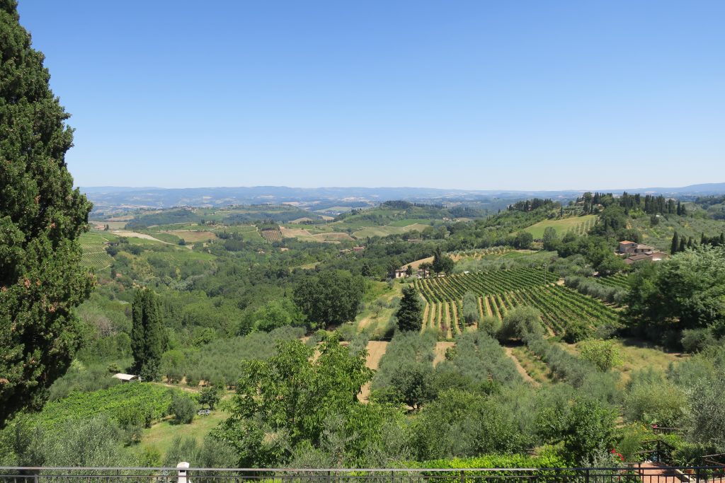 Italian Wine Vineyards in Florence