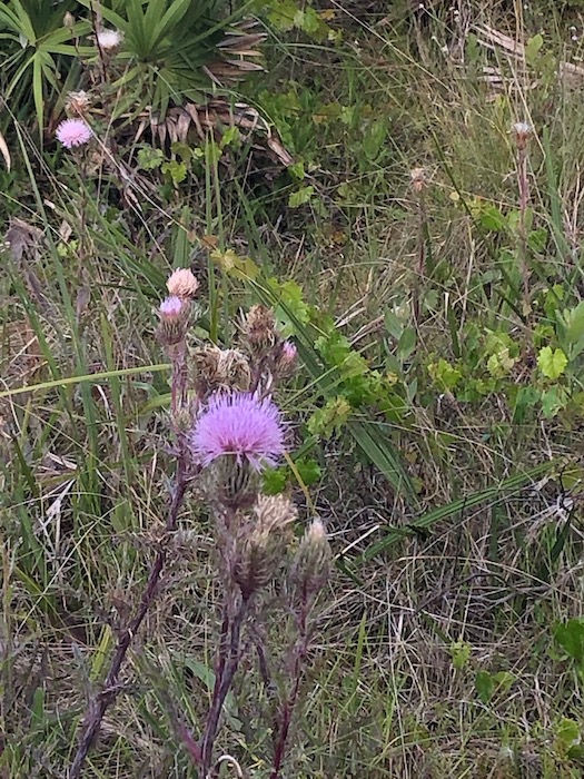 Photo of Purple Flowers at Jonathan Dickinson State Park.