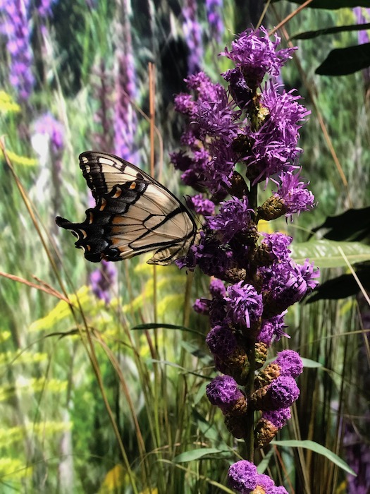 Jennings Environmental Education Center 4