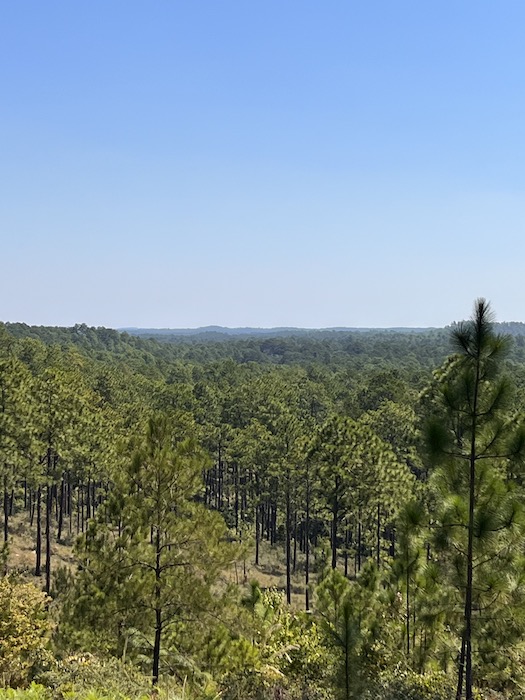 KISATCHIE NATIONAL FOREST 3