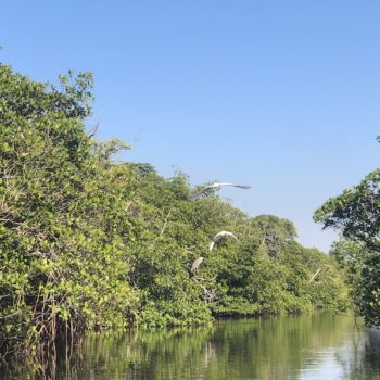 Kayak through the Mangroves in Martin County FL