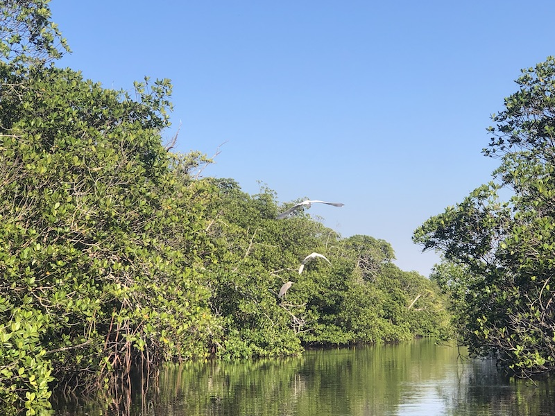 Kayak through the Mangroves in Martin County FL