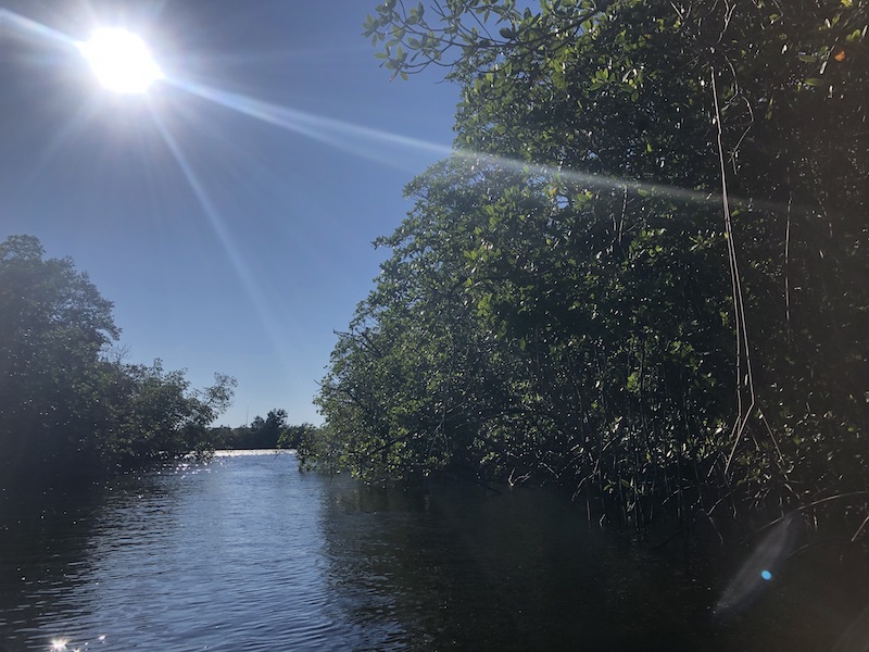 Kayak through the Mangroves in Martin County FL