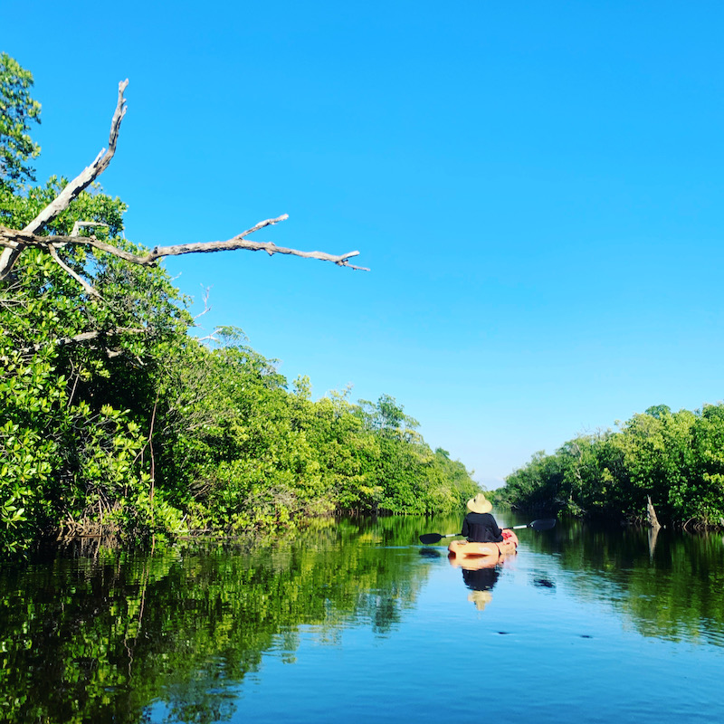 Kayak through the Mangroves in Martin County FL