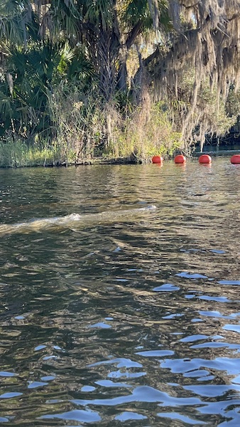 Kayak with manatees