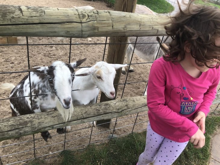 Lewis Farms