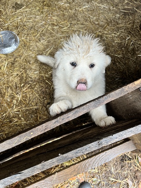 Little Goat Farm at the Lake 2