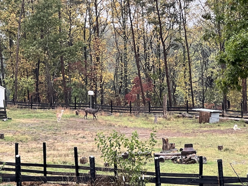 Little Goat Farm at the Lake