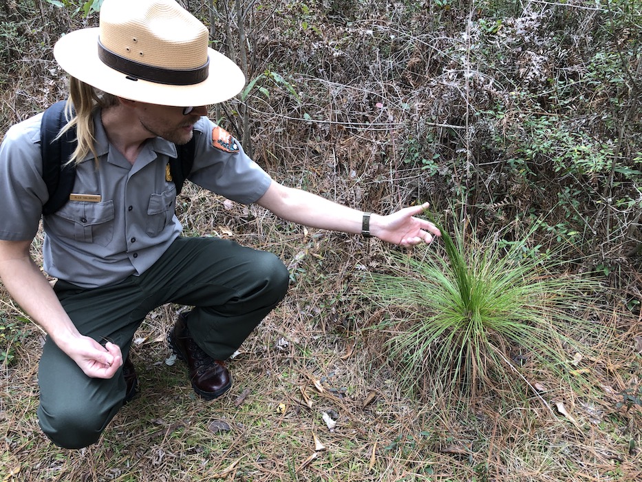 Long Leaf Pine Tree at big thicket national park