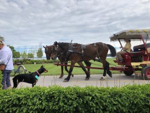 Dog Friendly Mackinac Island