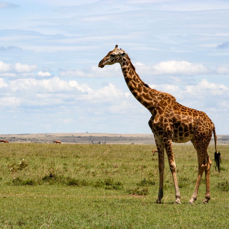 Maasai Mara National Reserve