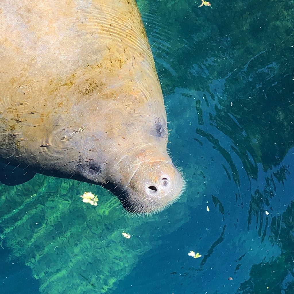 Manatee Wildlife Park