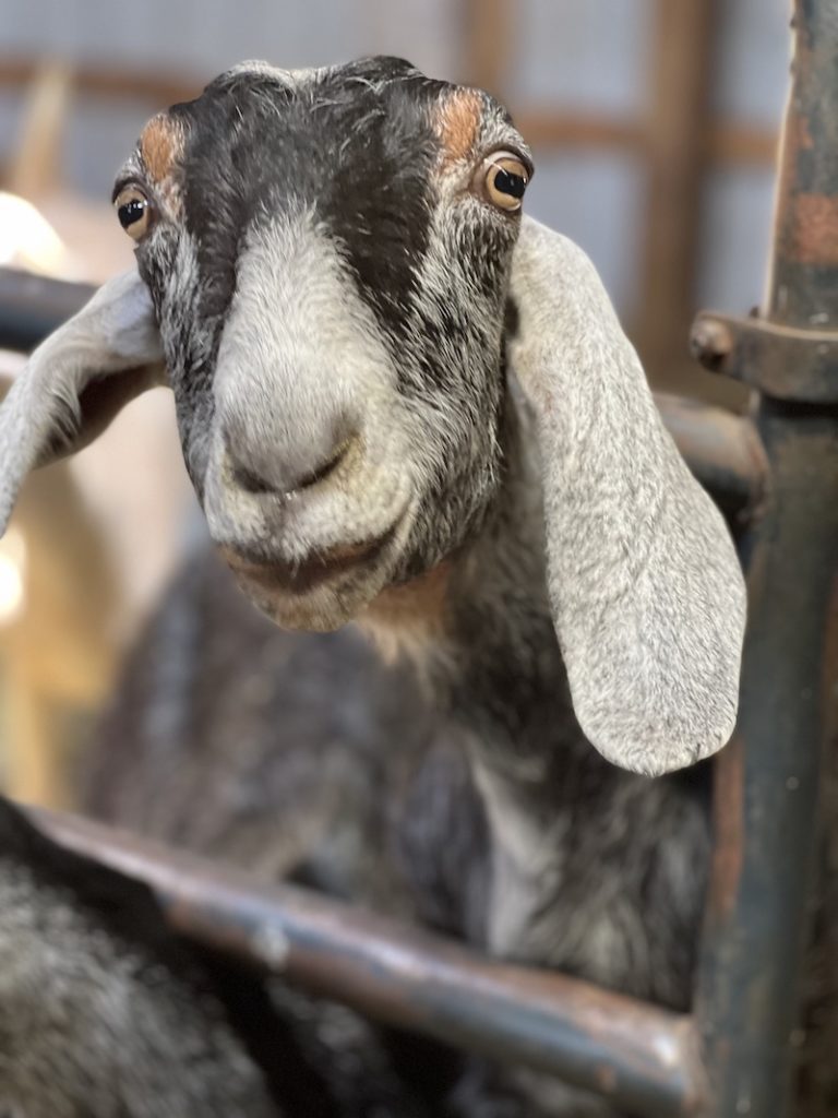 Goat at Maple Leaf Farm