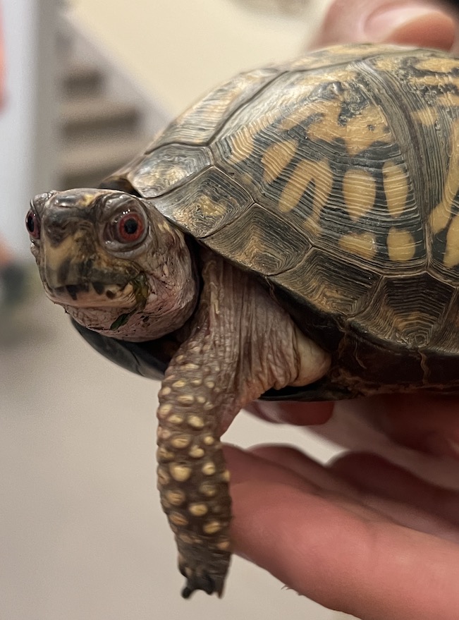 McCloud Nature Park Tortise