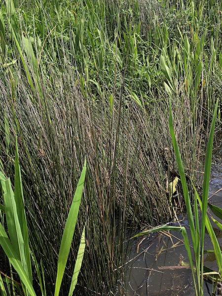 McCoys Marsh Tour