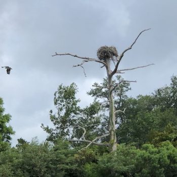 McCoy Marsh Tour bird in flight leaving nest