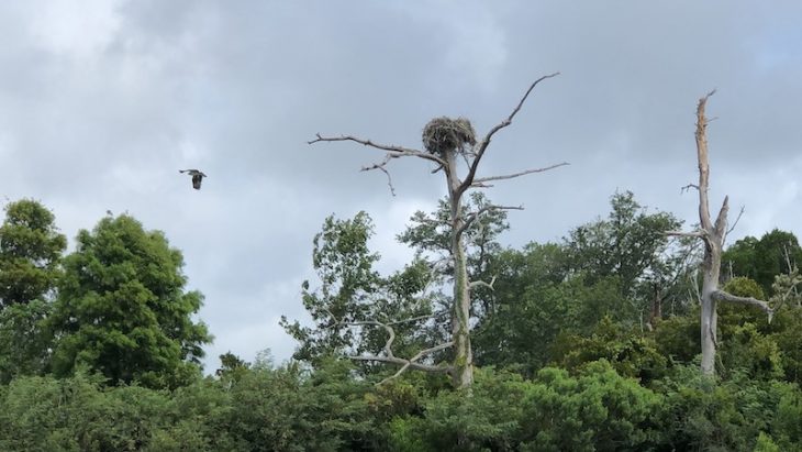 McCoy Marsh Tour bird in flight leaving nest