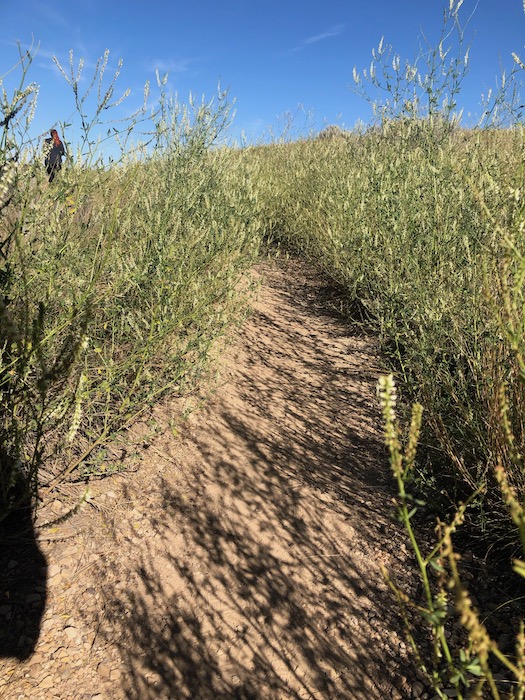 grassy and dirt trail at wind canyon
