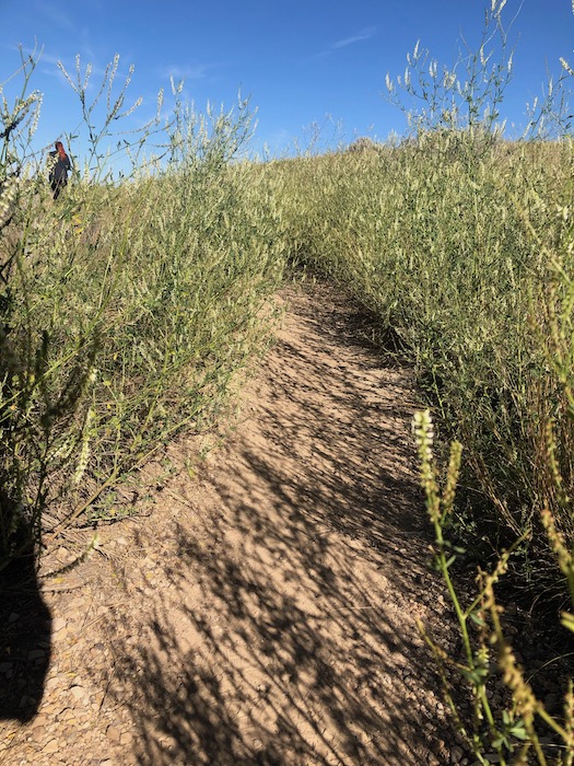 grassy and dirt trail at wind canyon