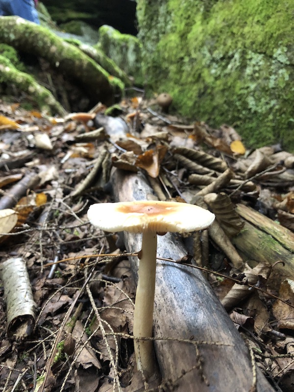 Mushroom at Bilgers Rocks