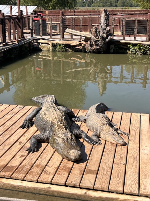 NATCHITOCHES GATOR COUNTRY ALLIGATOR PARK 3