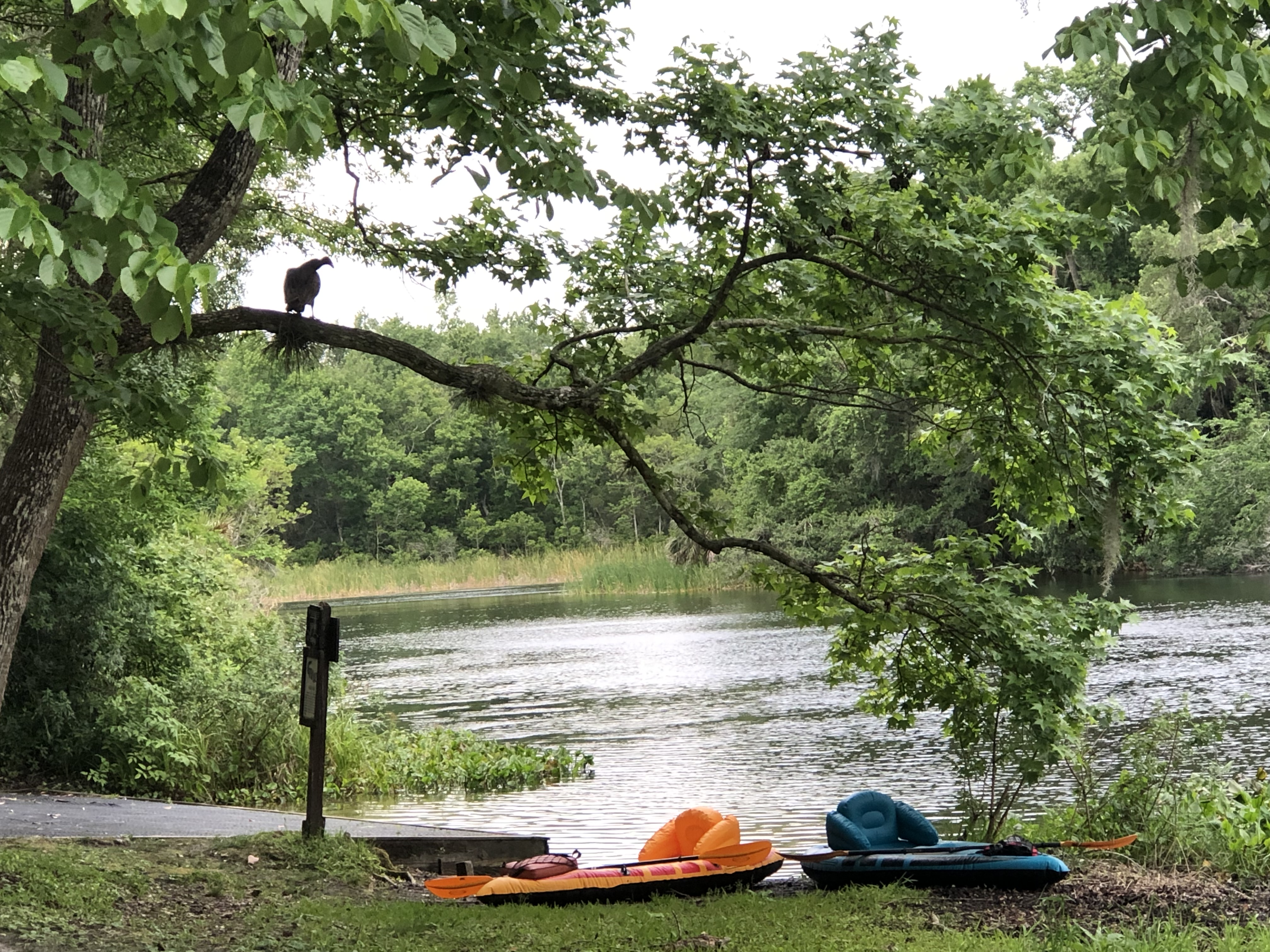 Photo of Ocala Springs.