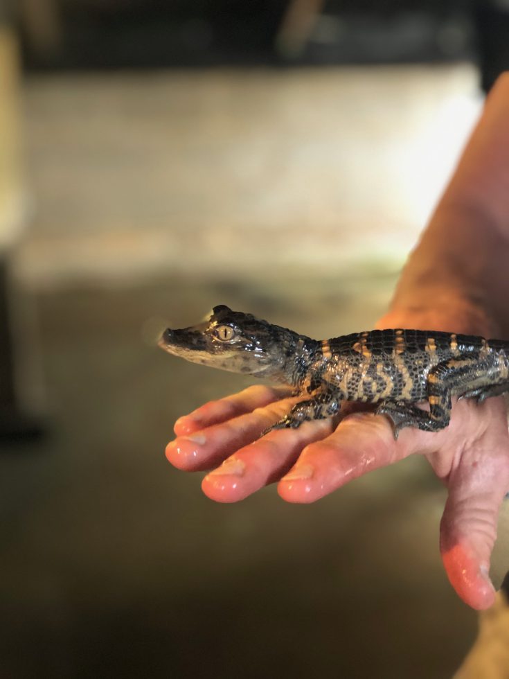 Photo of a baby alligator.