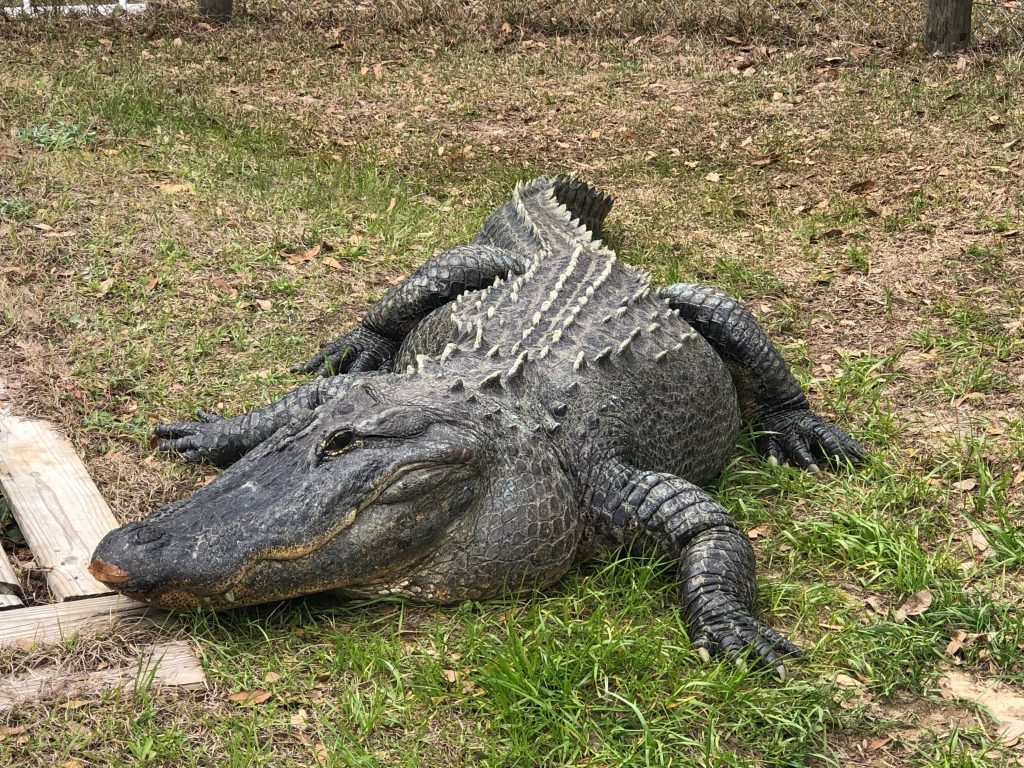 Photo of an alligator.