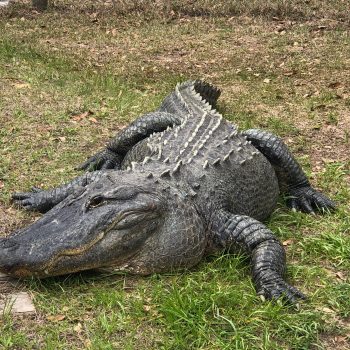 Orange Hill Gator Farm 5
