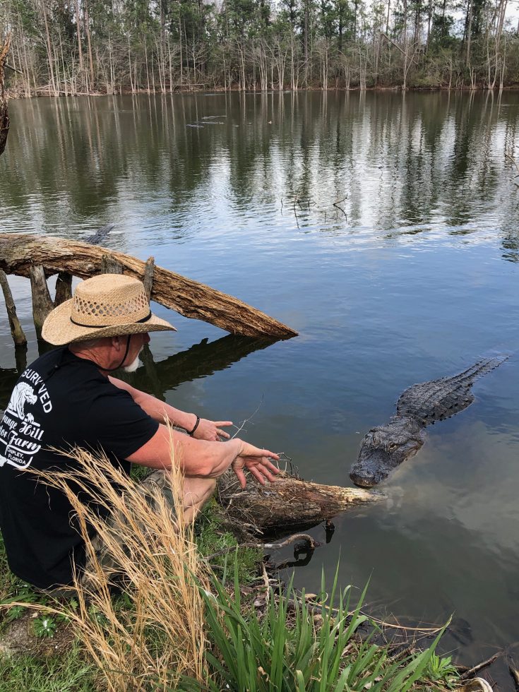 photo of a gentleman on the shore of a river and an alligator swimming up.