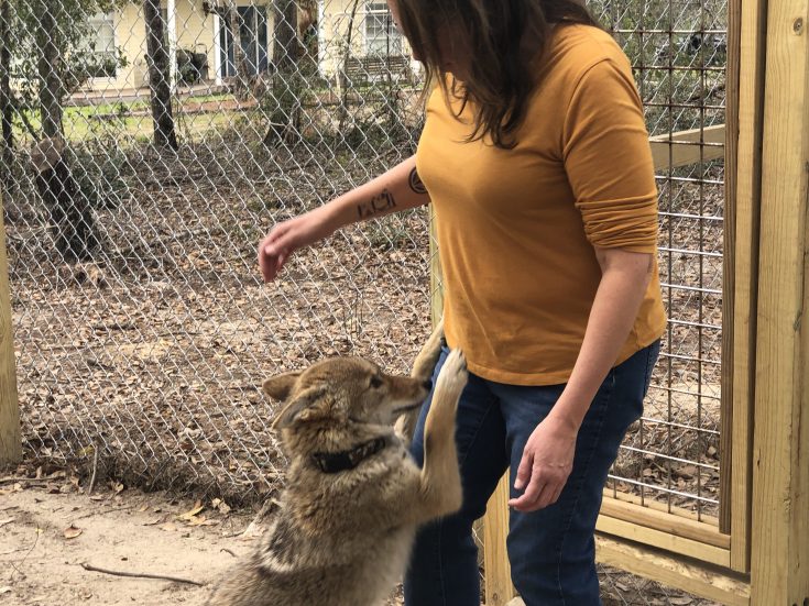 Photo of a young coyote jumping up on a women.