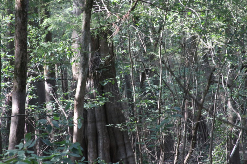 Owl At Cypress Swamp