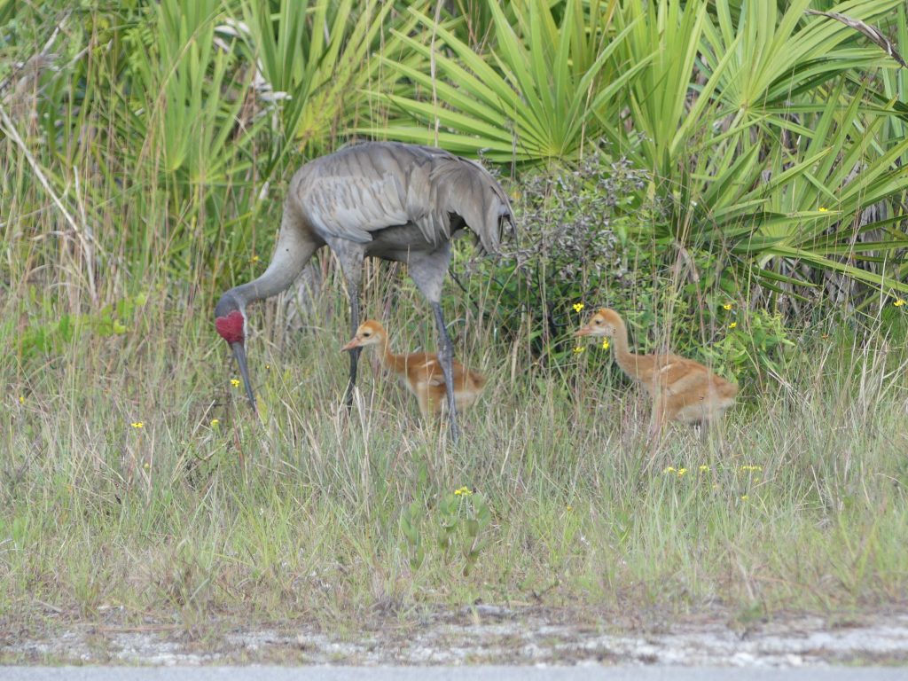 Dickinson State Park