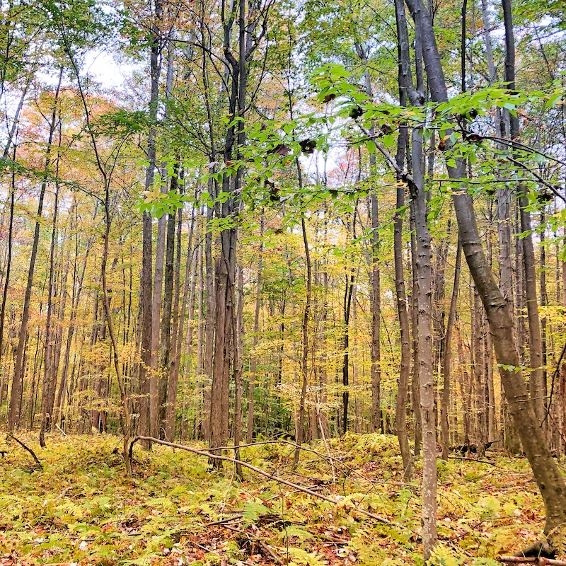 fall colors at parker dam state park