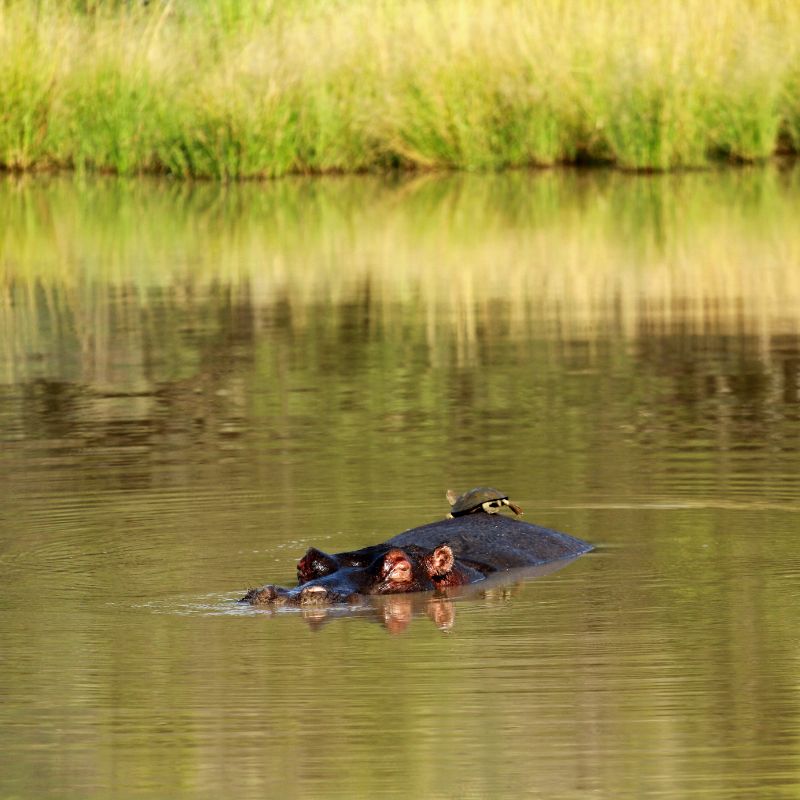 Pilanesberg National Park