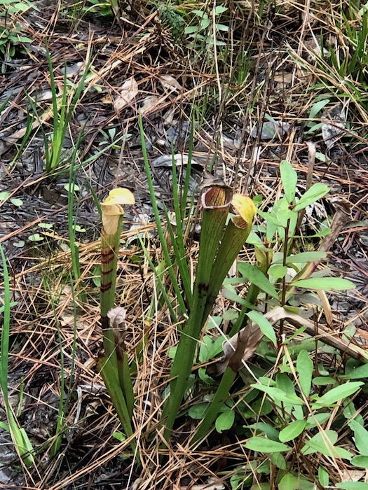 Pitcher Plant at big thicket national park