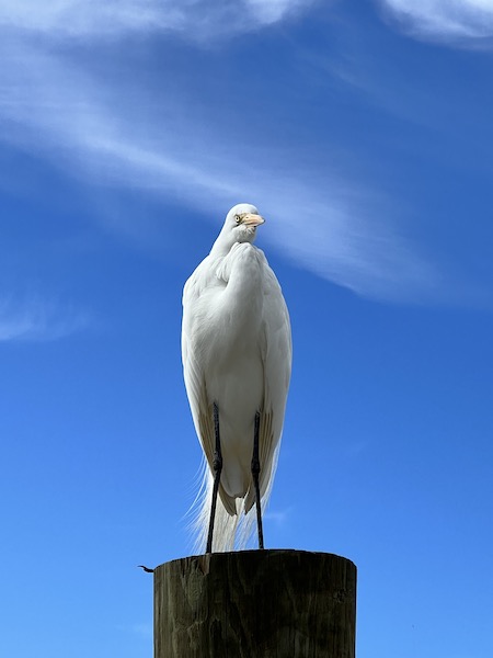 White bird sighting at Ponce Inlet Watersports