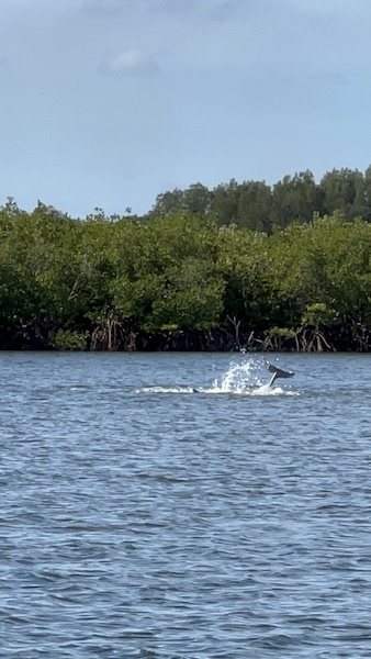 Ponce Inlet Watersports Dolphin Cruise