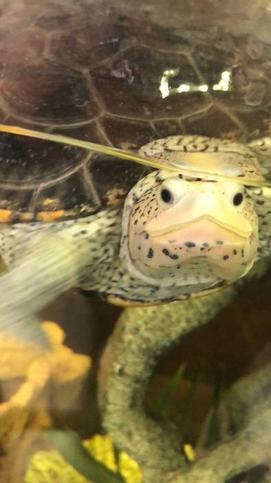 forgotten coast sea turtles