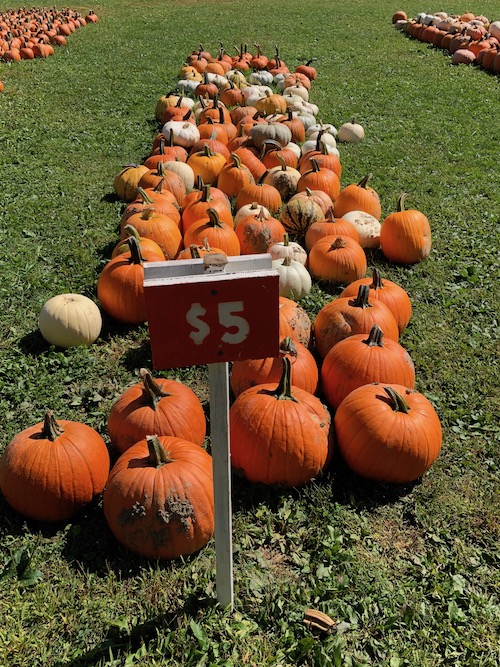 Fall family fun picking pumpkins at pumpkinville in western ny