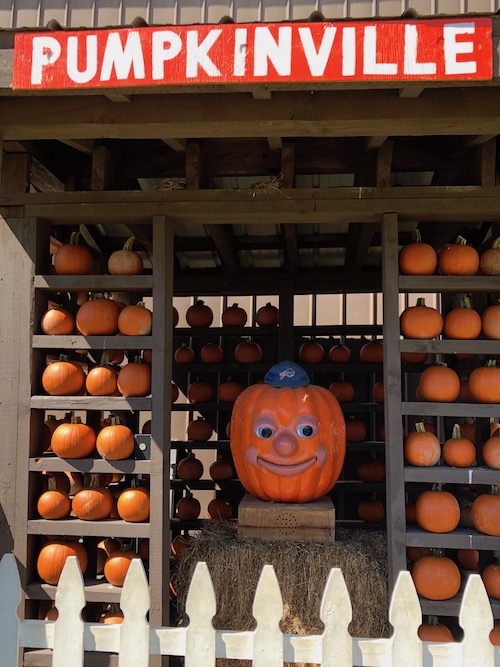 Percy the talking pumpkin at pumpkinville in western ny